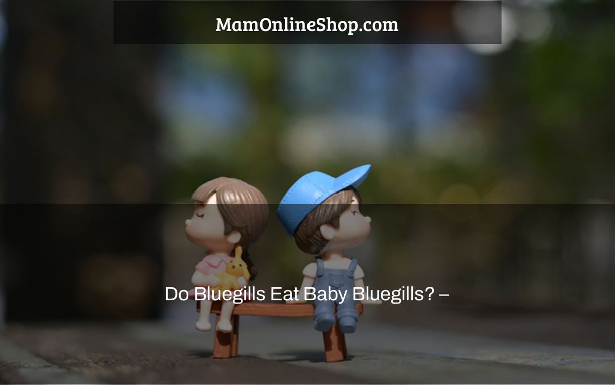 Do Bluegills Eat Baby Bluegills? –