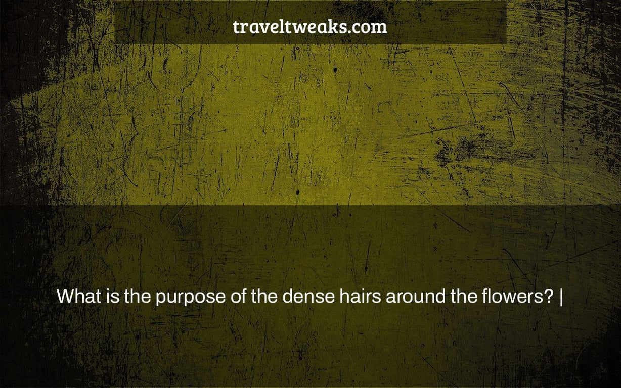 What is the purpose of the dense hairs around the flowers? |