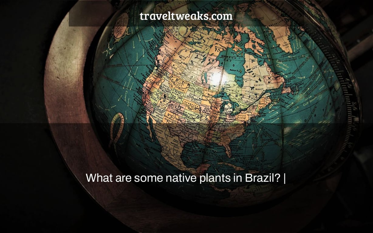 What are some native plants in Brazil? |