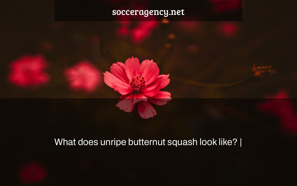 What does unripe butternut squash look like? |