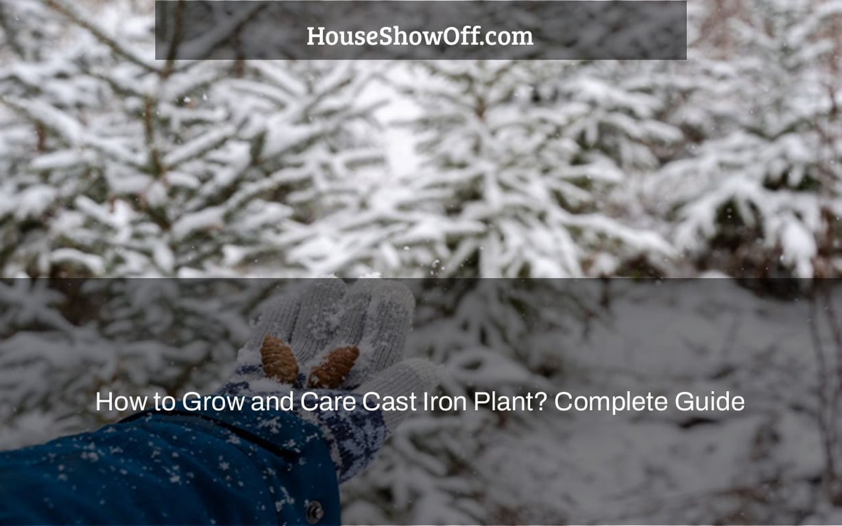 How to Grow and Care Cast Iron Plant? Complete Guide