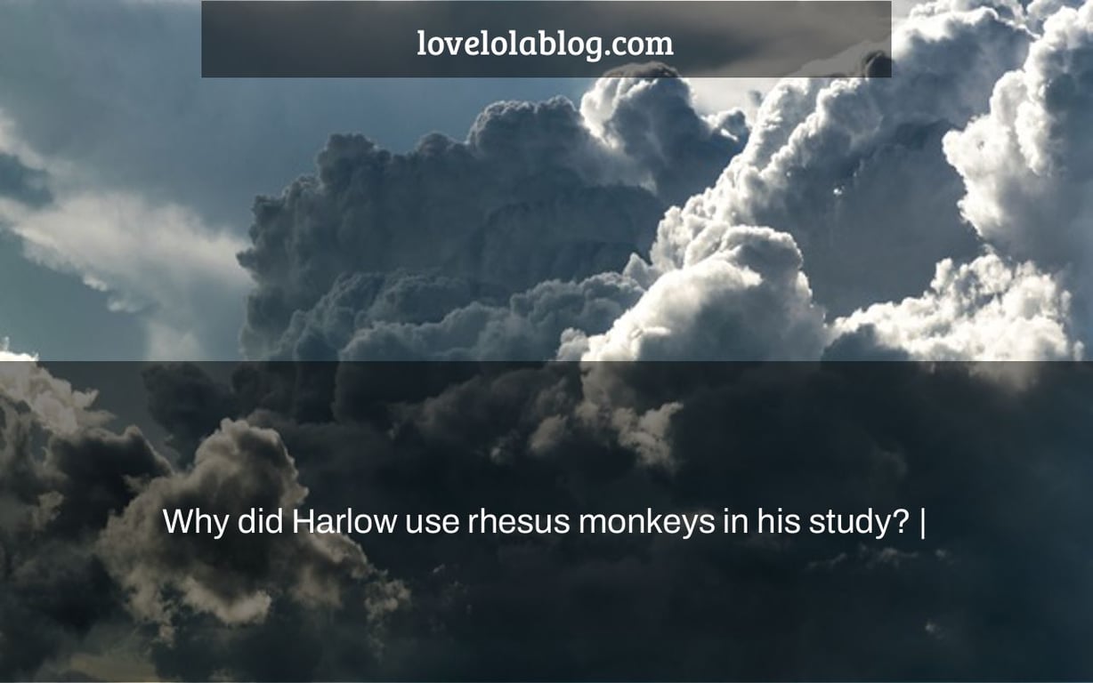 Why did Harlow use rhesus monkeys in his study? |