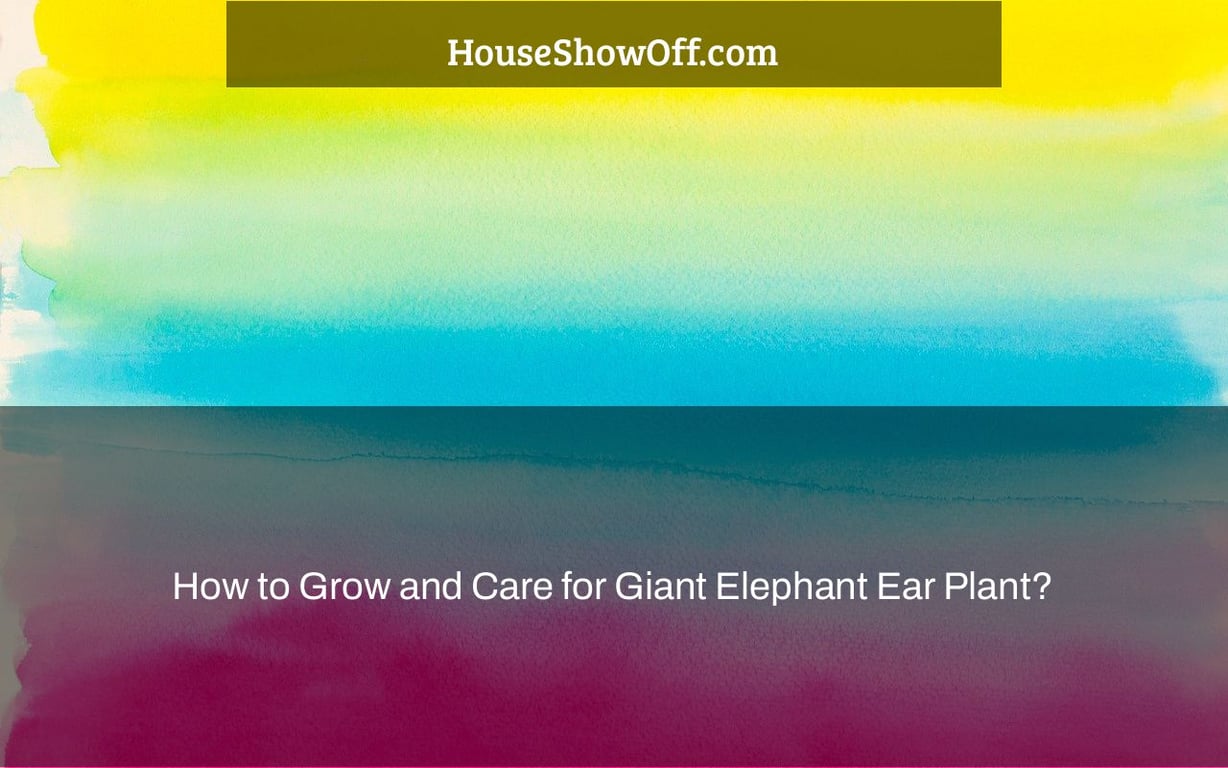 How to Grow and Care for Giant Elephant Ear Plant?