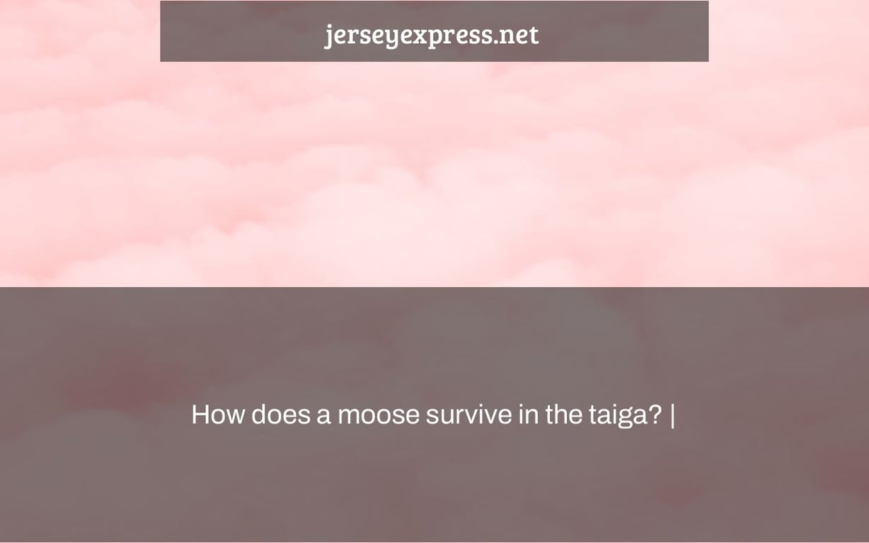 How does a moose survive in the taiga? |