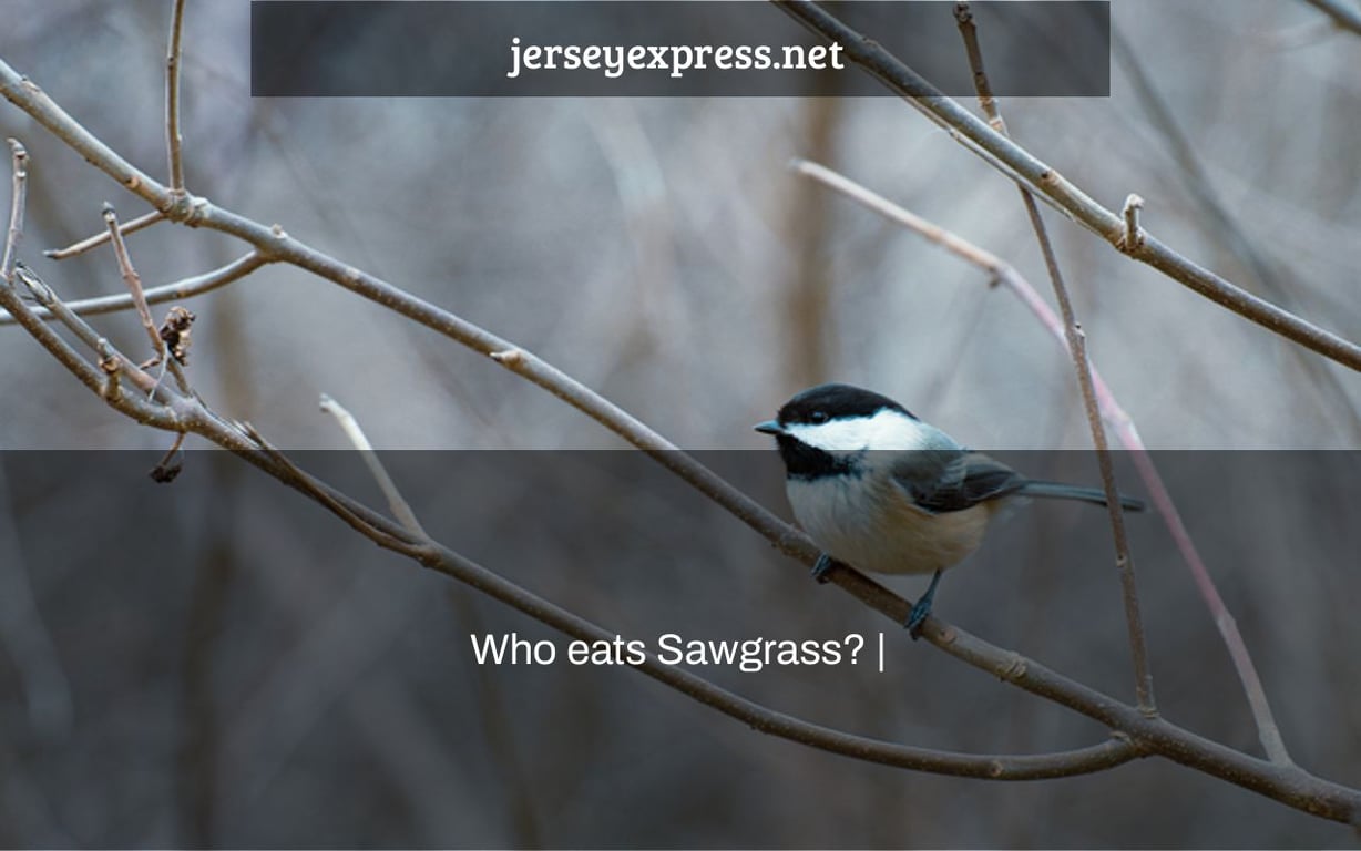 Who eats Sawgrass? |