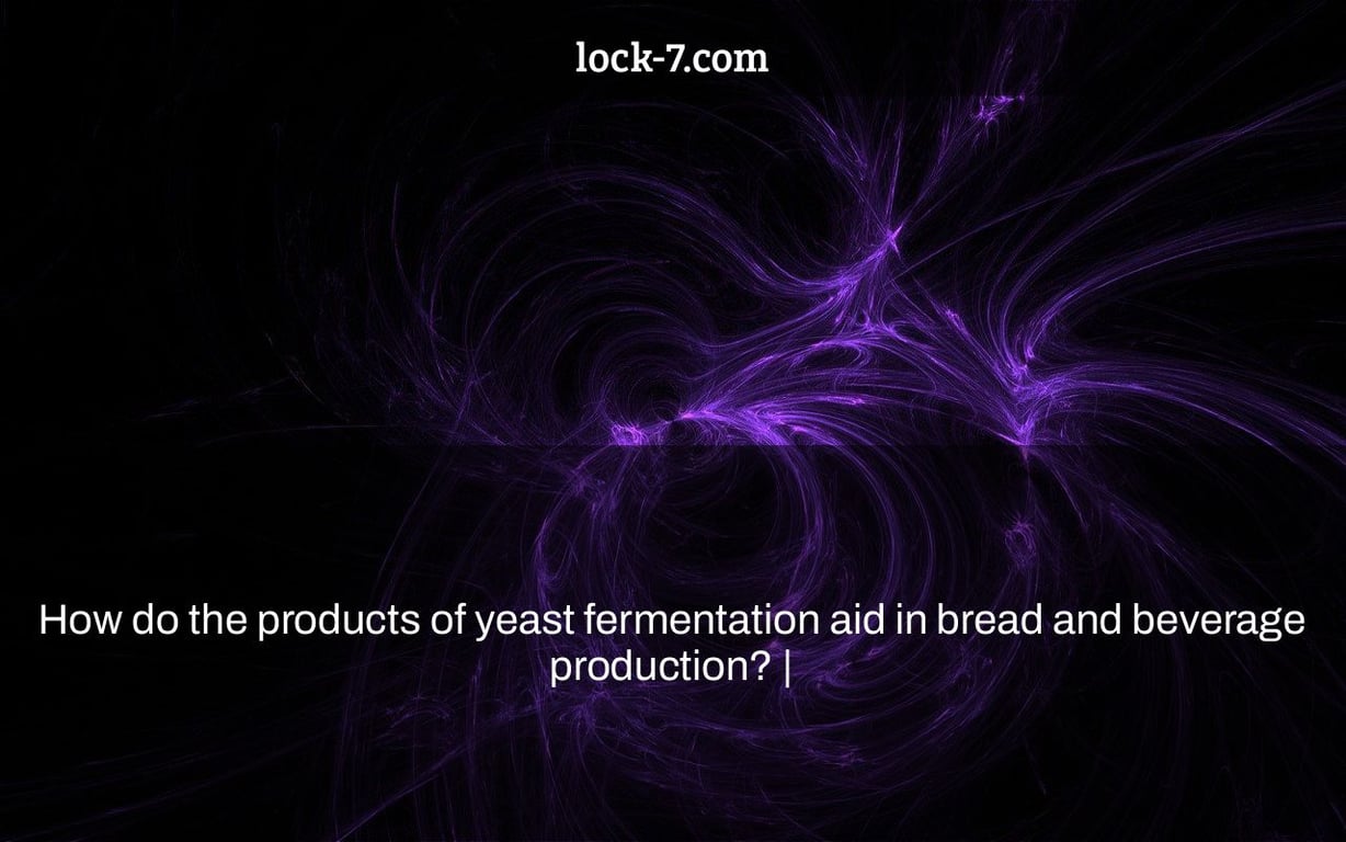 How do the products of yeast fermentation aid in bread and beverage production? |