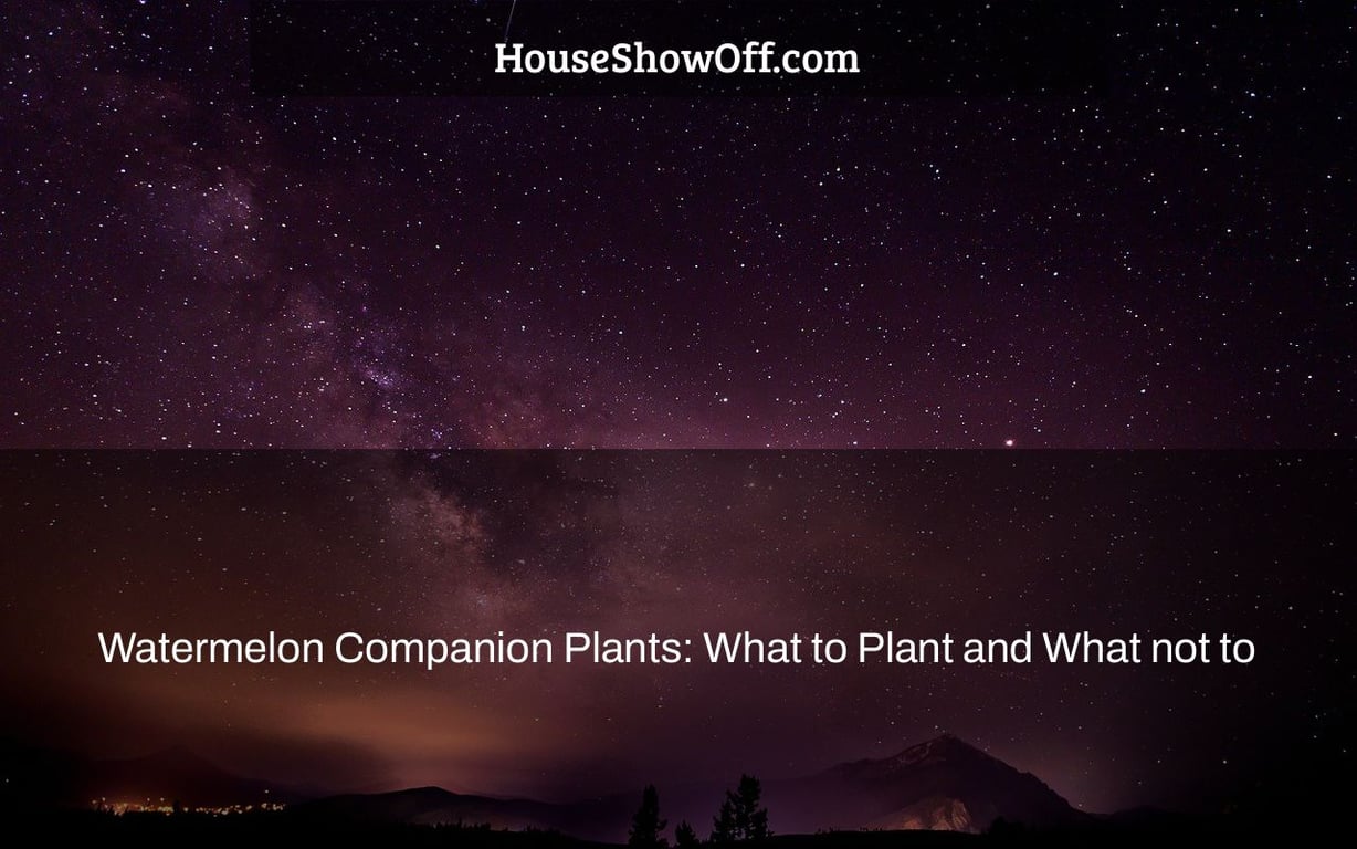 Watermelon Companion Plants: What to Plant and What not to