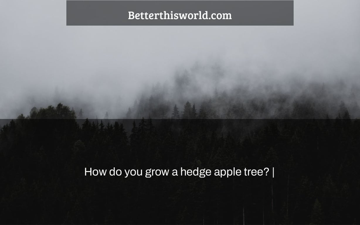How do you grow a hedge apple tree? |