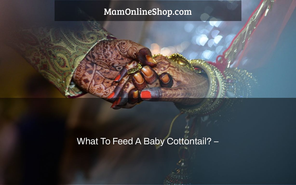 What To Feed A Baby Cottontail? –