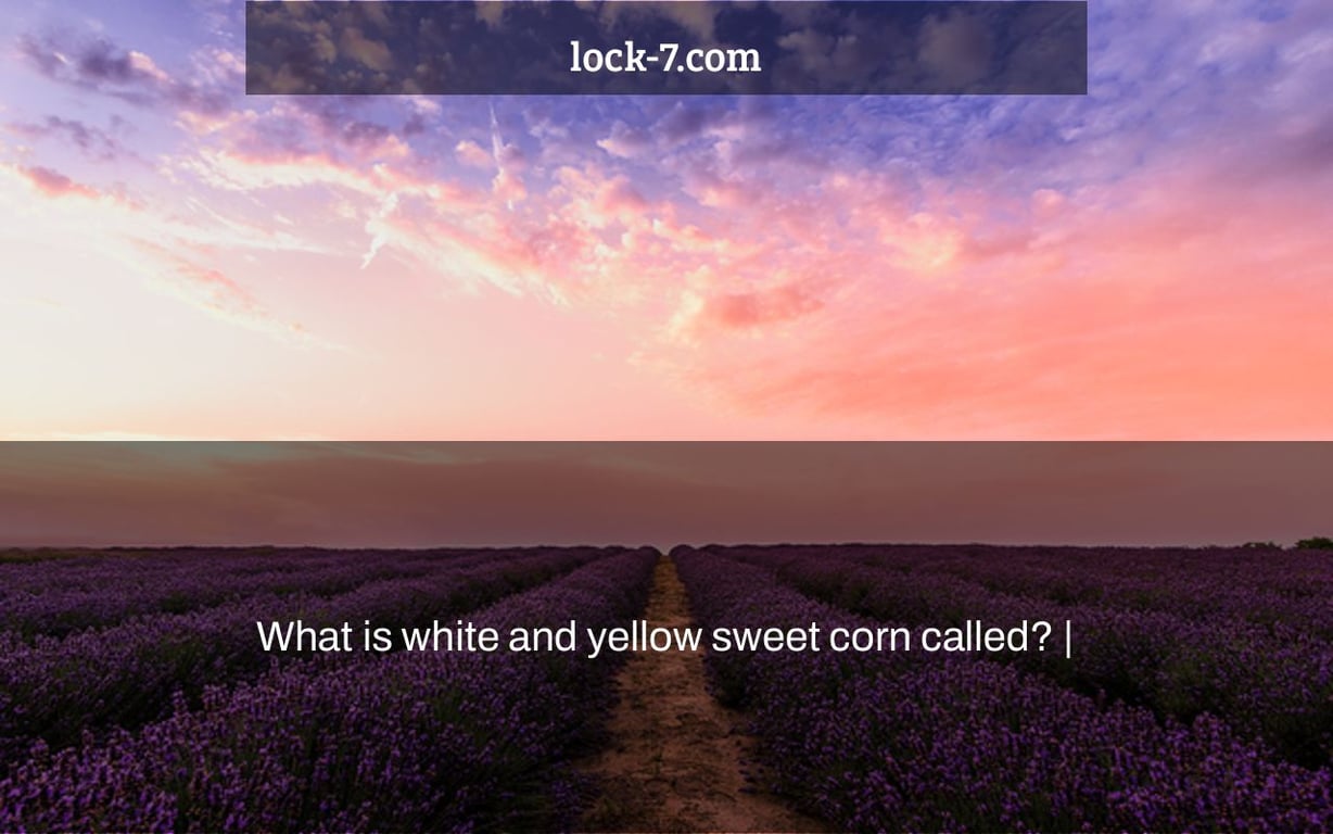 What is white and yellow sweet corn called? |