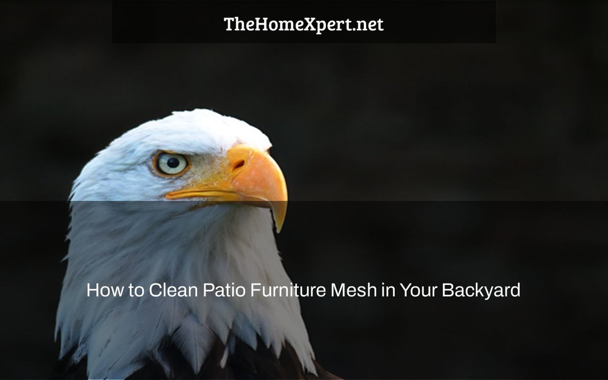 How to Clean Patio Furniture Mesh in Your Backyard The Home Expert