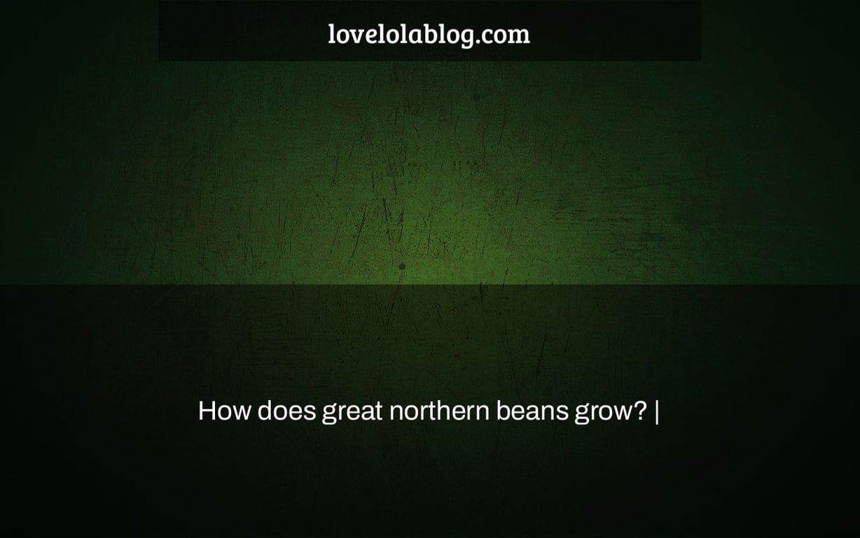 How does great northern beans grow? |