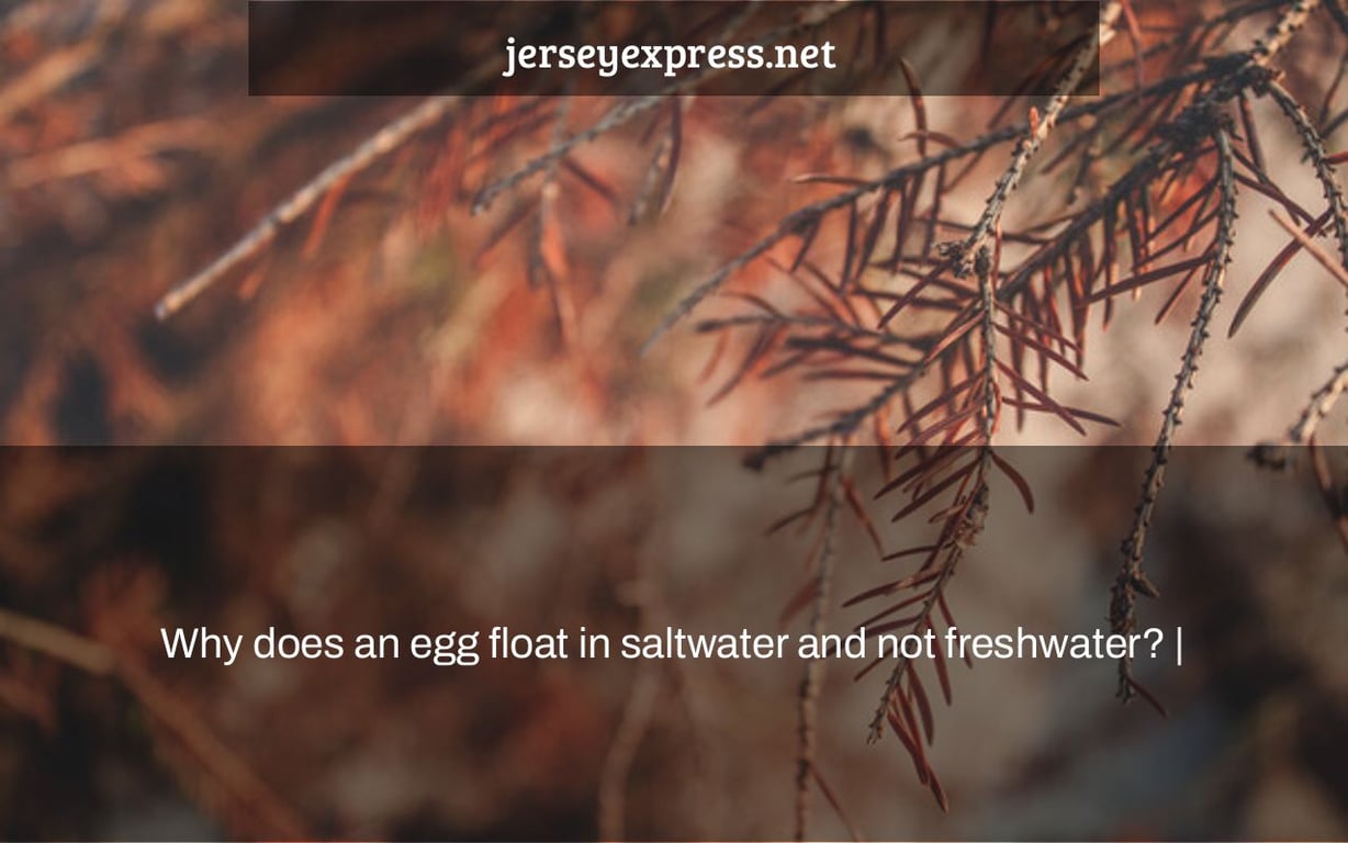 Why does an egg float in saltwater and not freshwater? |