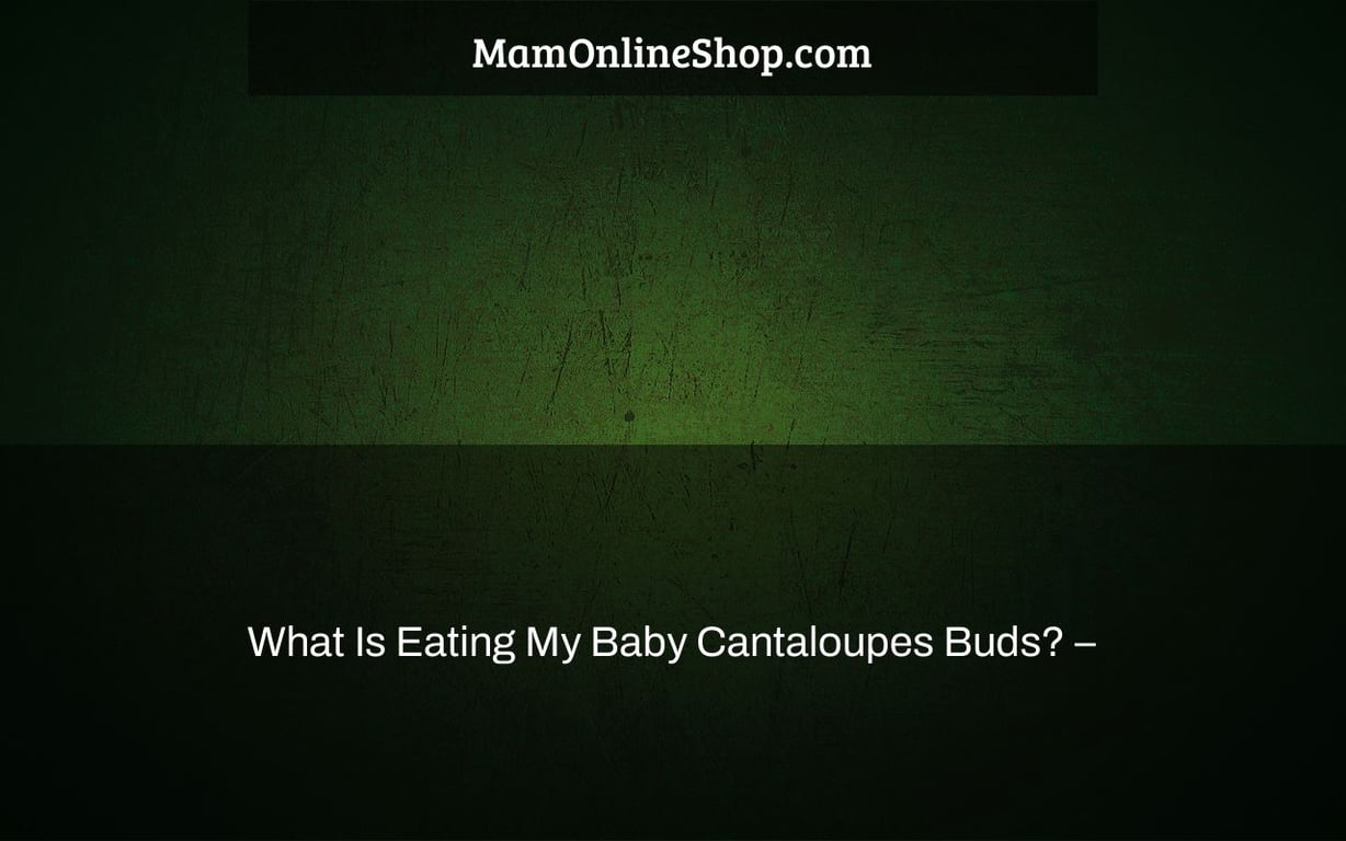 What Is Eating My Baby Cantaloupes Buds? –