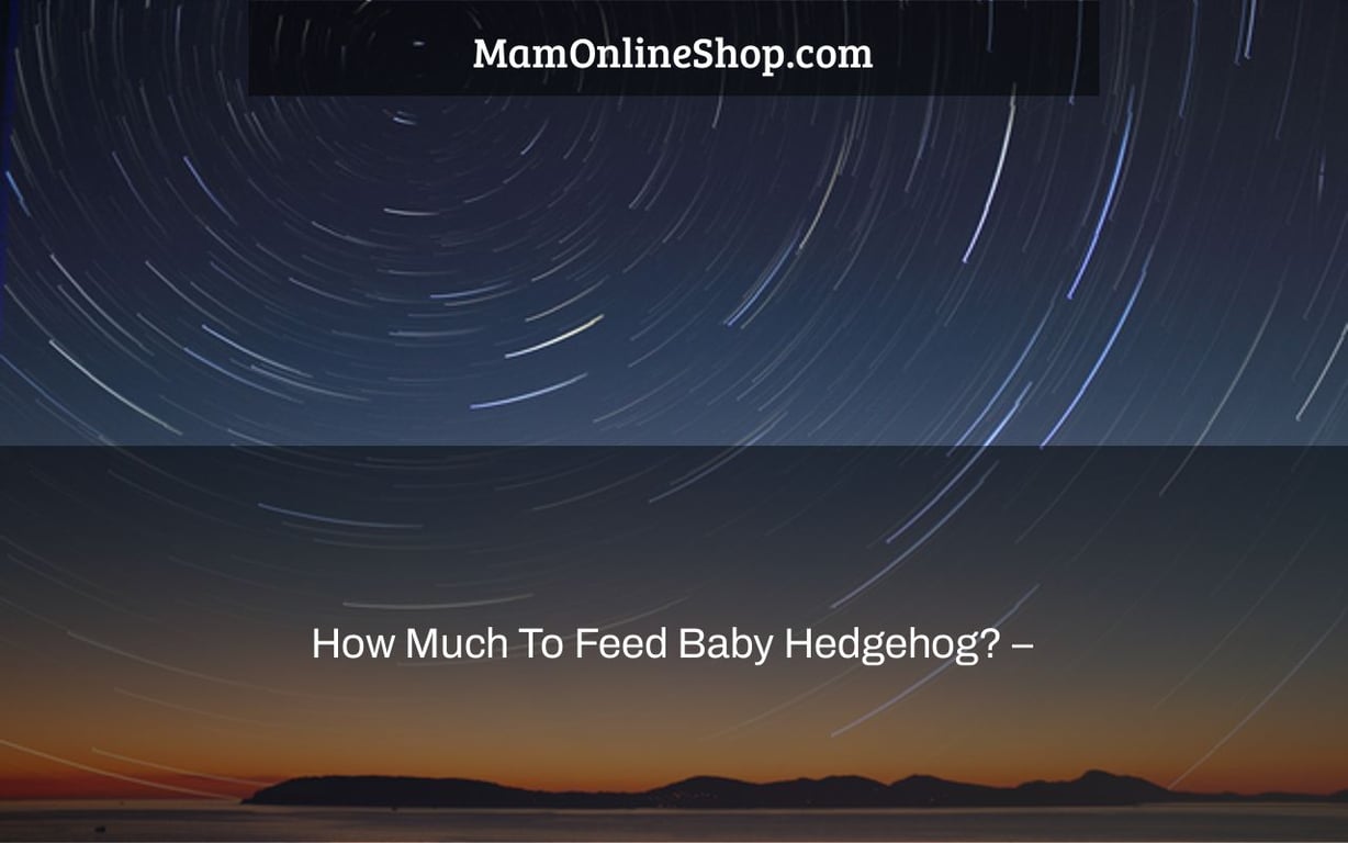 How Much To Feed Baby Hedgehog? –