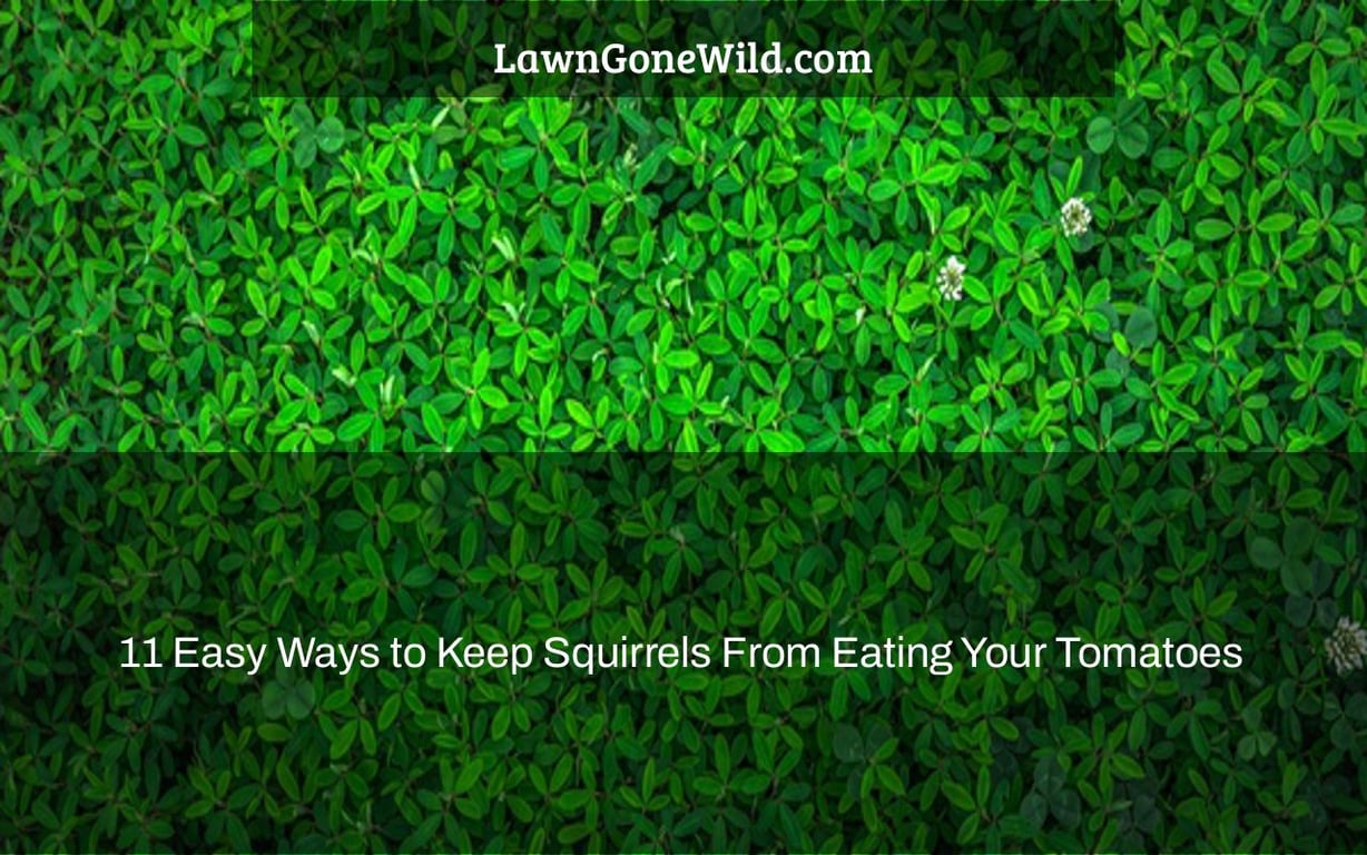 11 Easy Ways to Keep Squirrels From Eating Your Tomatoes Lawn Gone Wild