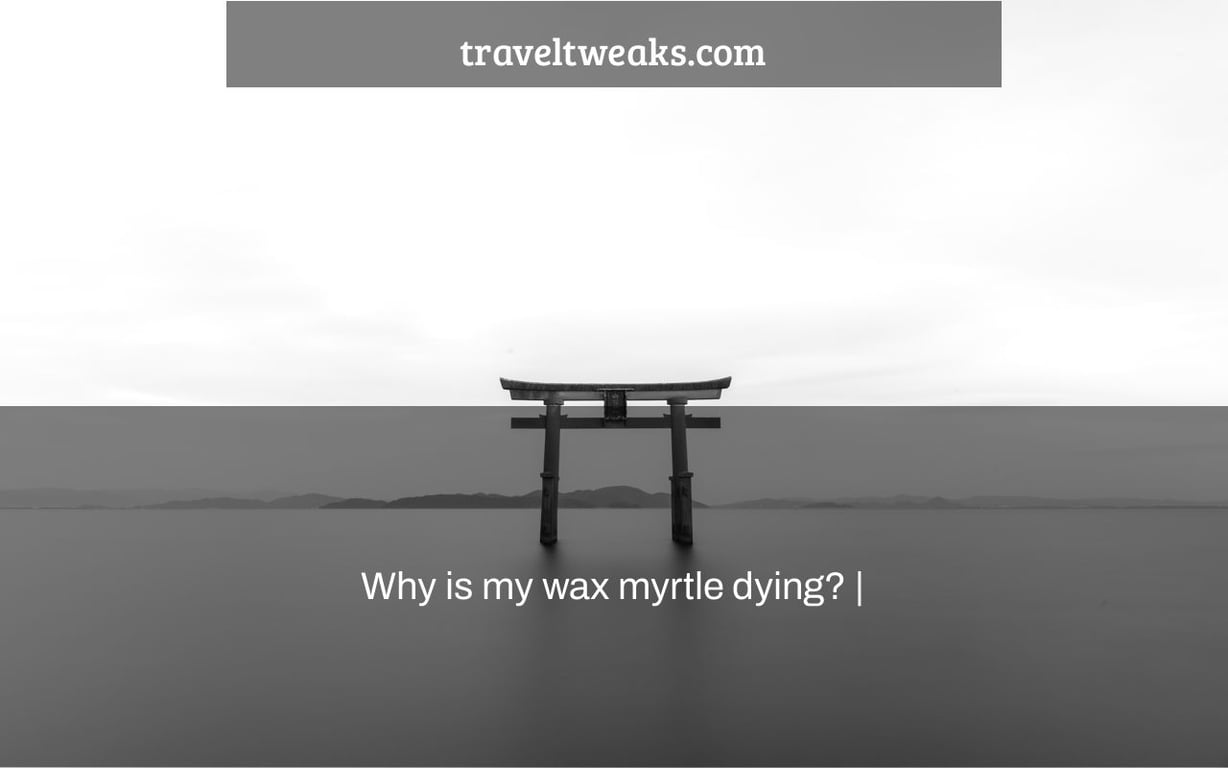 Why is my wax myrtle dying? |