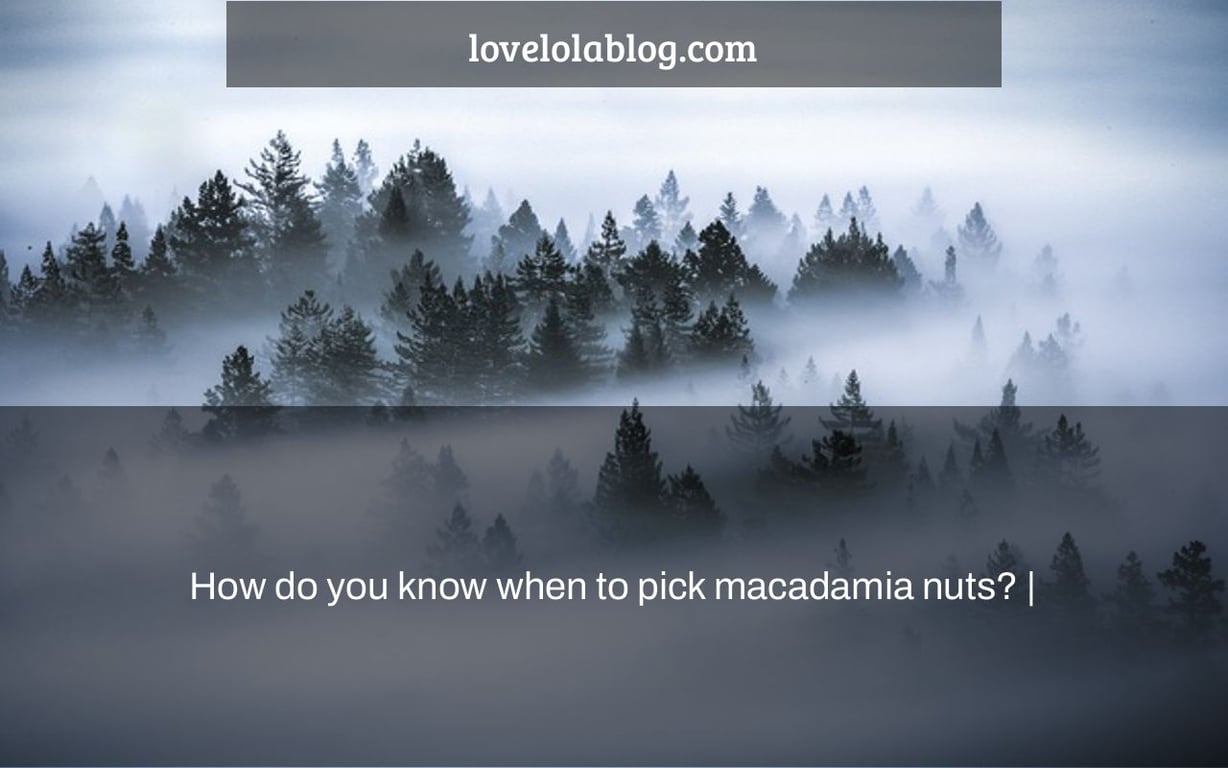 How do you know when to pick macadamia nuts? |