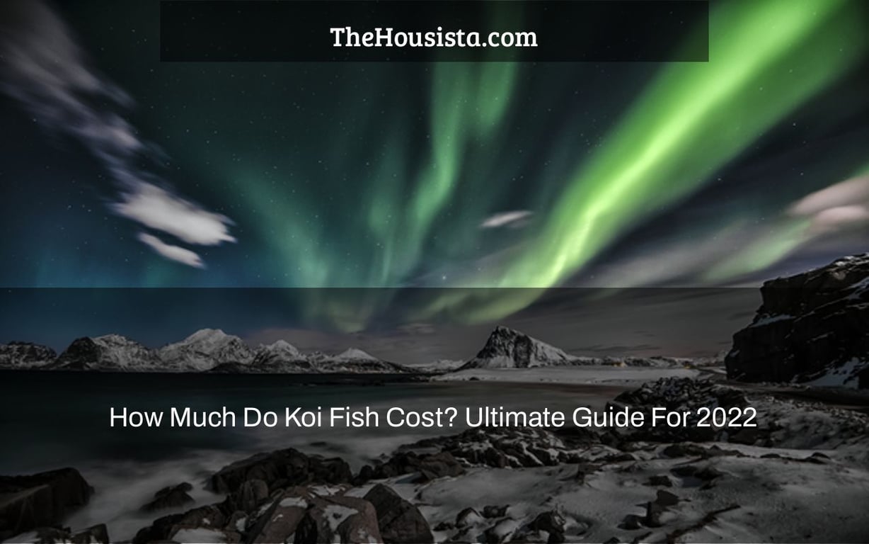 How Much Do Koi Fish Cost? Ultimate Guide For 2022