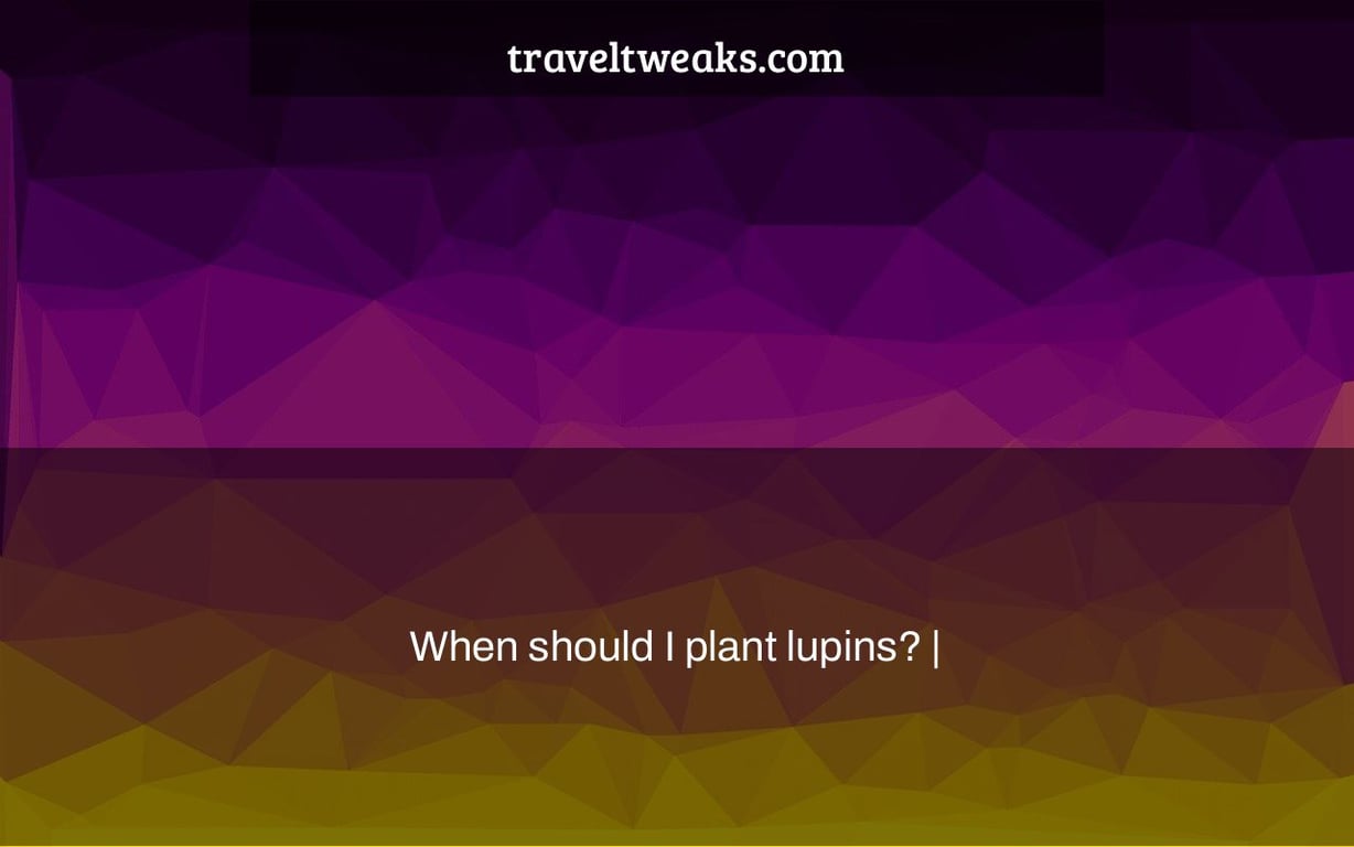 When should I plant lupins? |