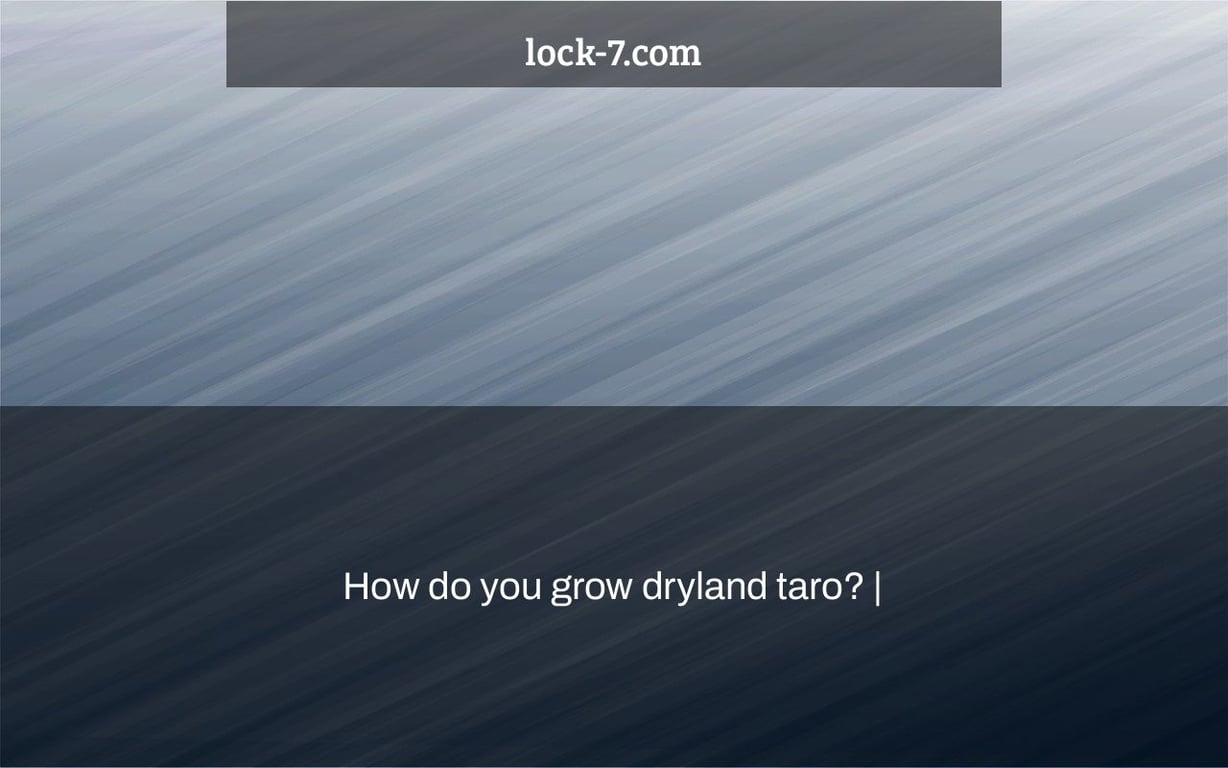 How do you grow dryland taro? |
