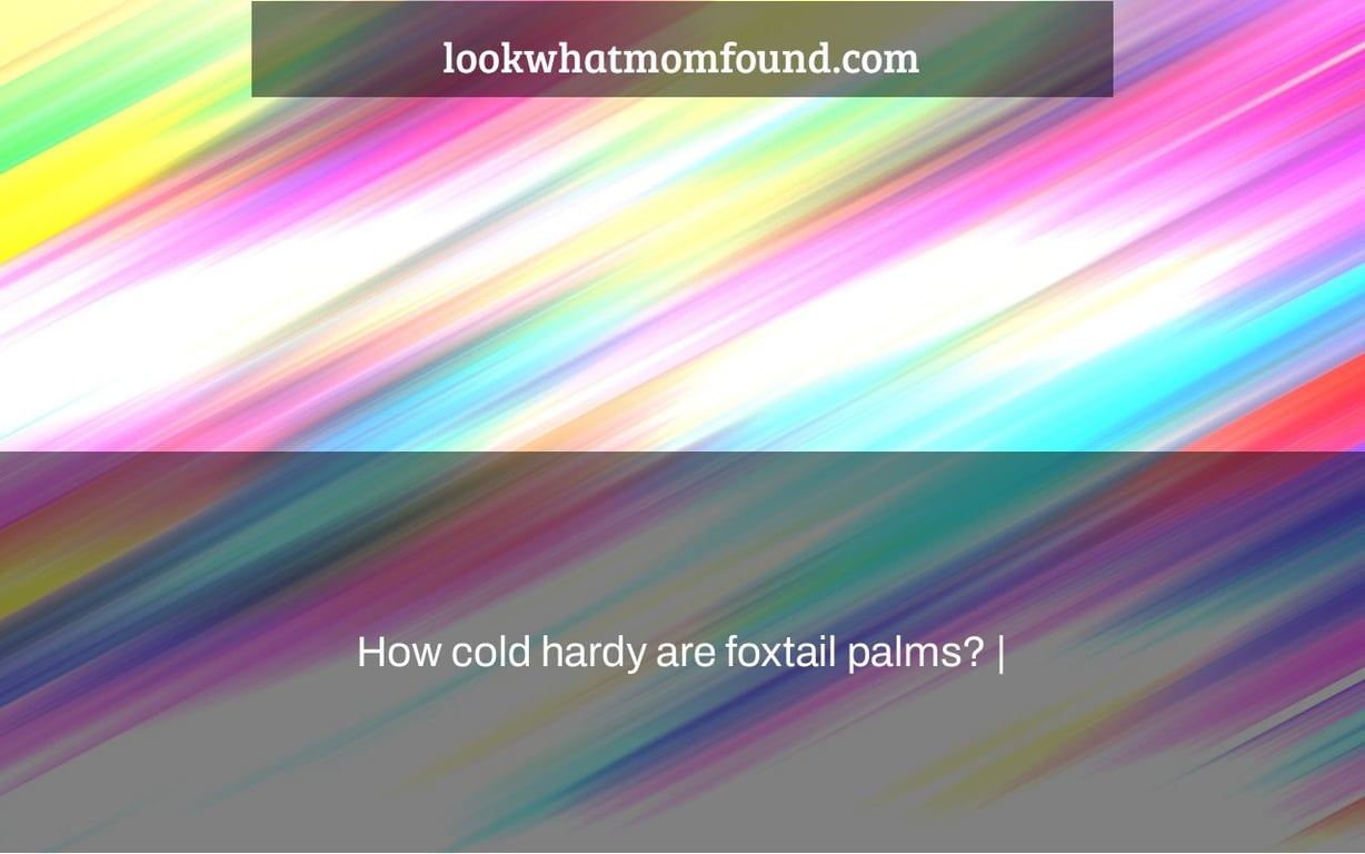 How cold hardy are foxtail palms?
