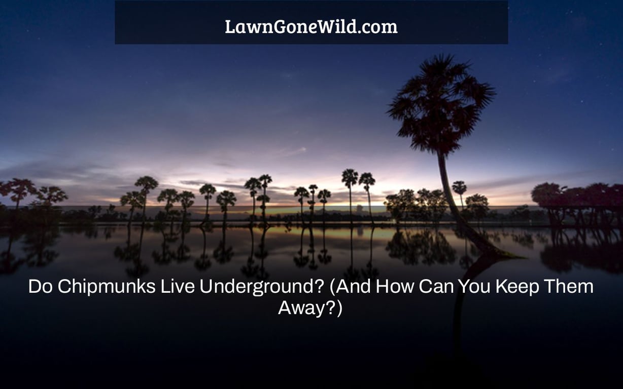 Do Chipmunks Live Underground? (And How Can You Keep Them Away?) - Lawn ...