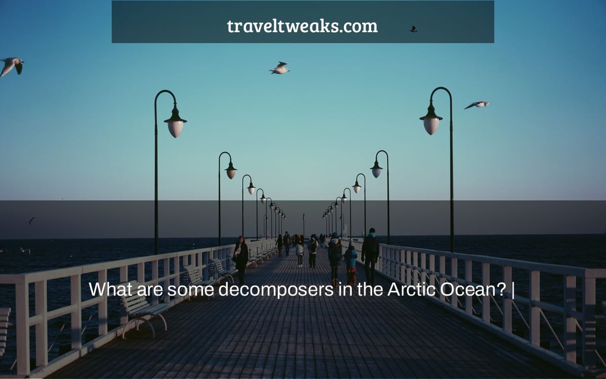 What are some decomposers in the Arctic Ocean? |