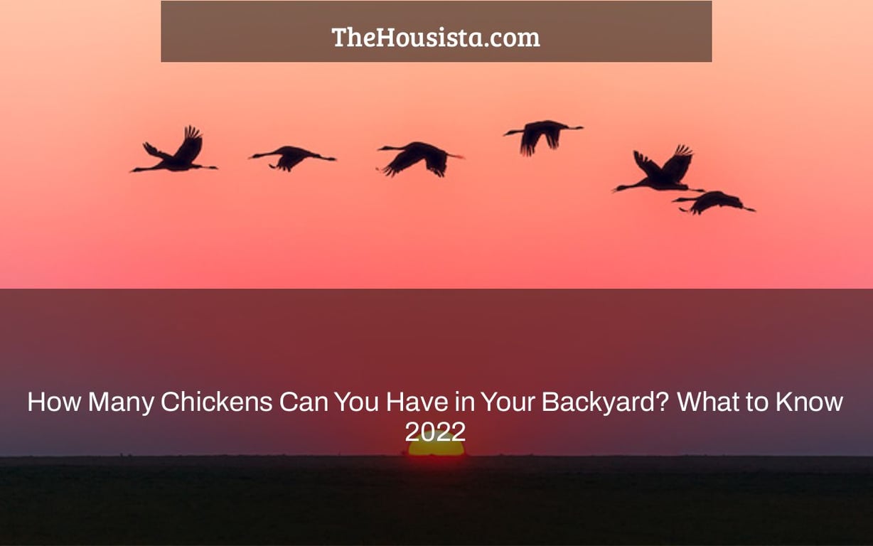 How Many Chickens Can You Have in Your Backyard? What to Know 2022