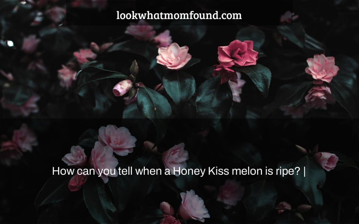 How can you tell when a Honey Kiss melon is ripe? |