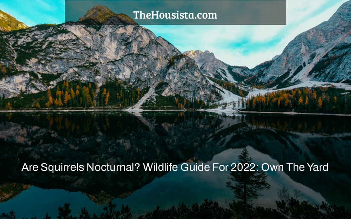 Are Squirrels Nocturnal? Wildlife Guide For 2022: Own The Yard