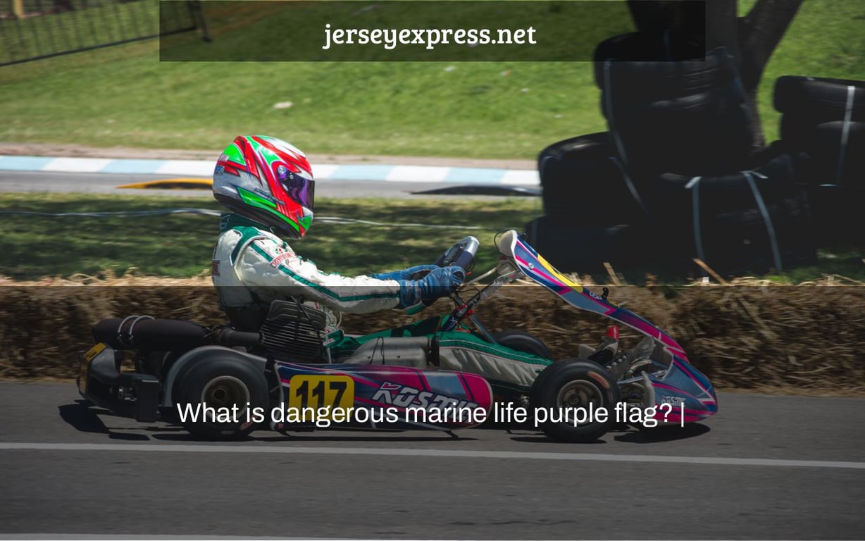 What is dangerous marine life purple flag? |