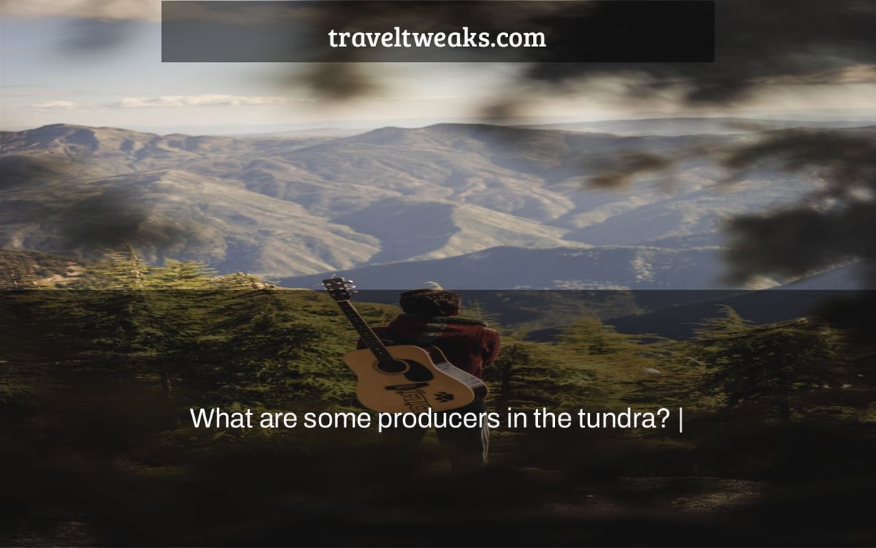 What are some producers in the tundra? |