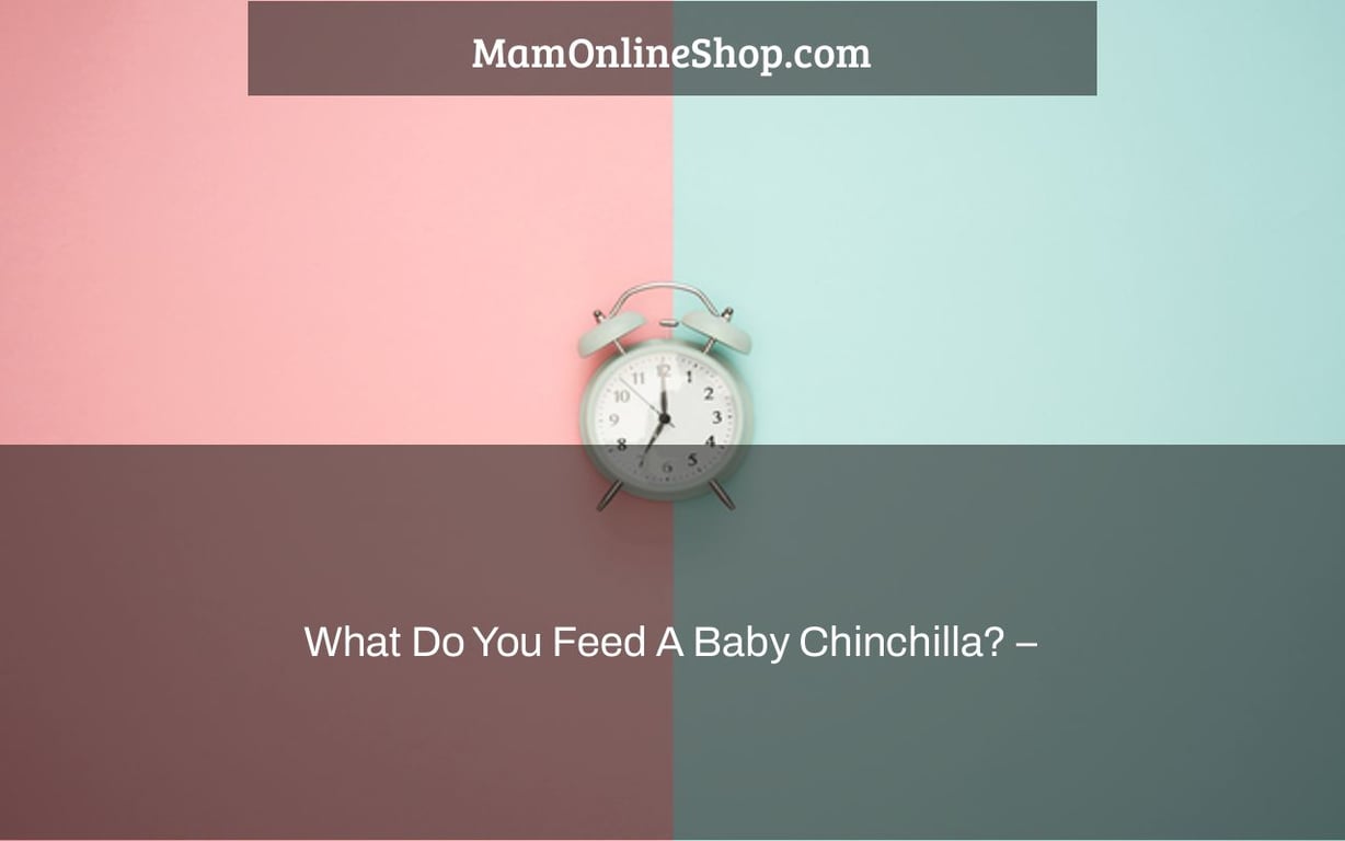 What Do You Feed A Baby Chinchilla? –