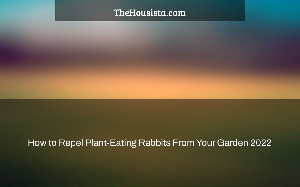 How to Repel Plant-Eating Rabbits From Your Garden 2022