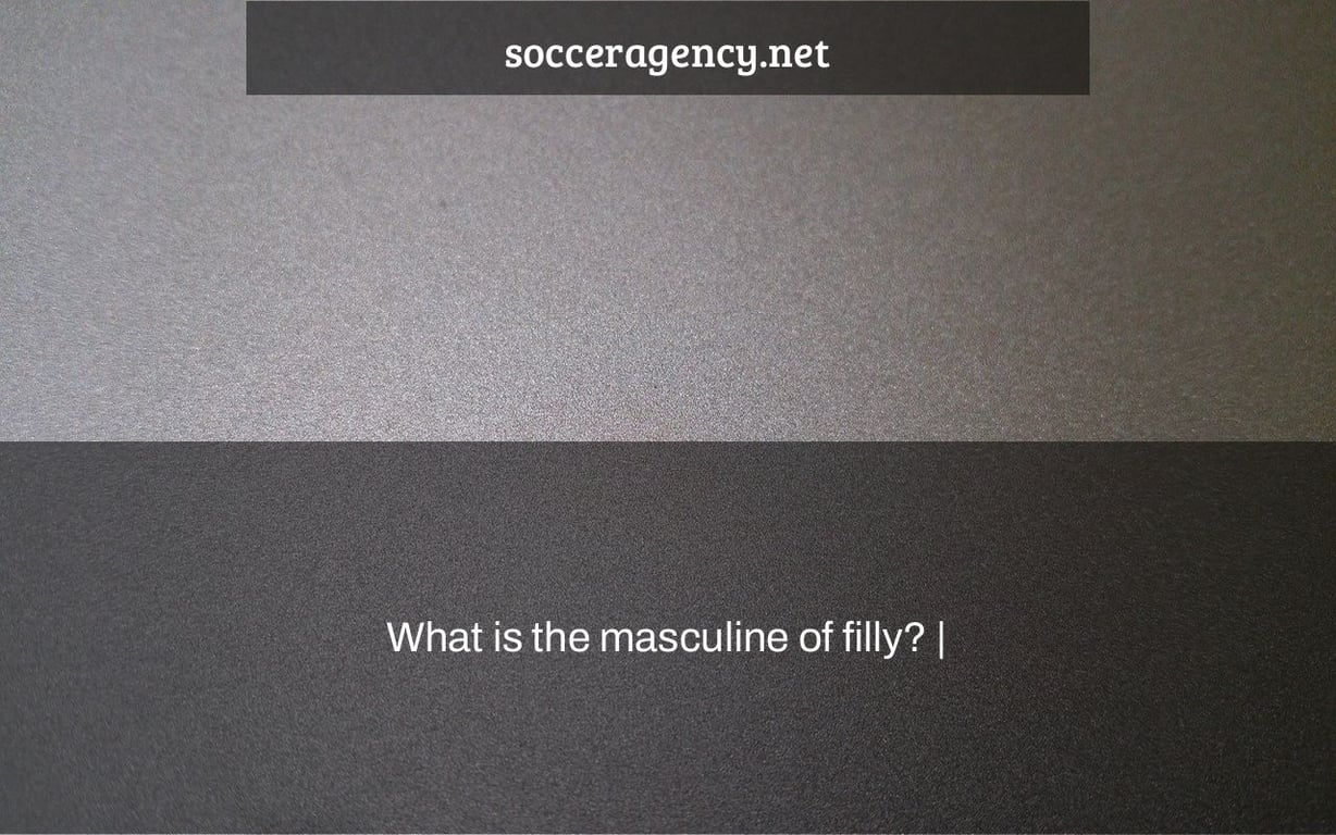 What is the masculine of filly? |