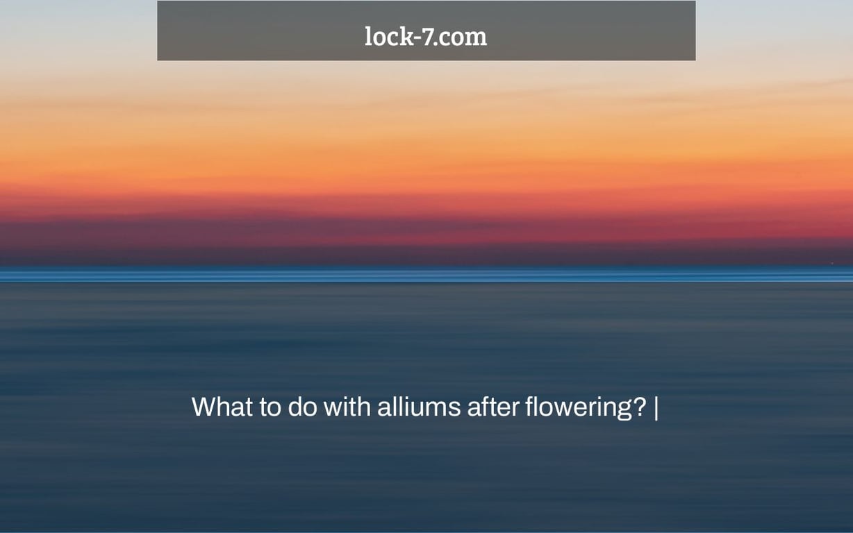 What to do with alliums after flowering? |