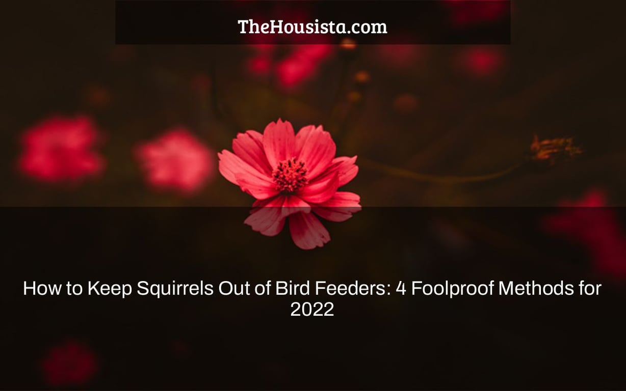 How to Keep Squirrels Out of Bird Feeders: 4 Foolproof Methods for 2022