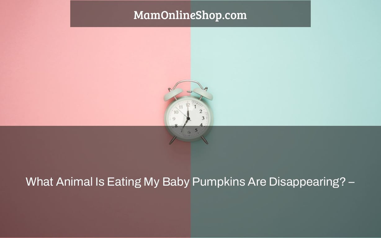 What Animal Is Eating My Baby Pumpkins Are Disappearing? –