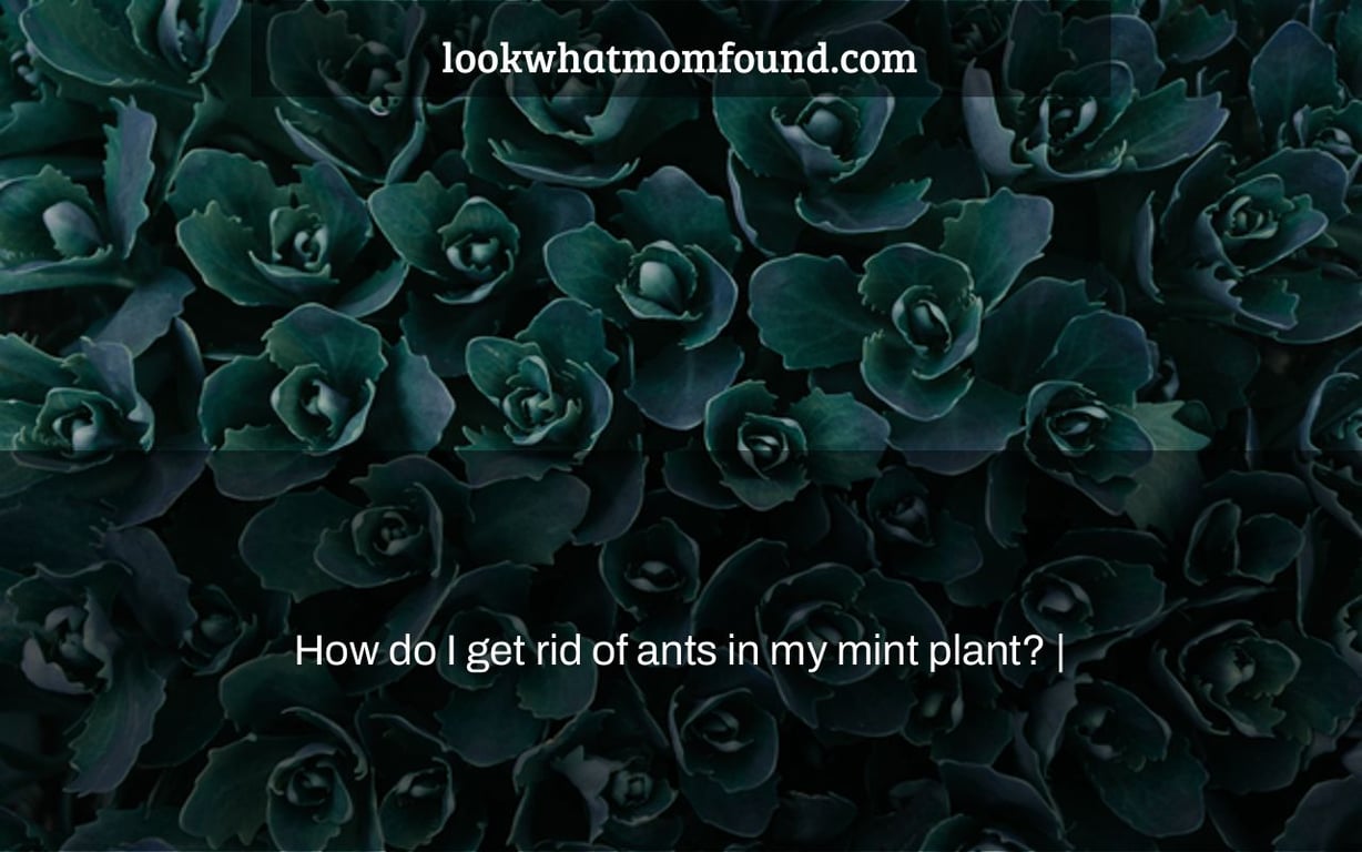 How do I get rid of ants in my mint plant? |