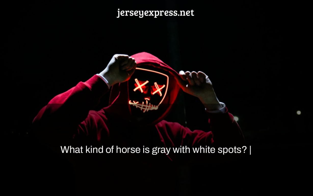 What kind of horse is gray with white spots? |