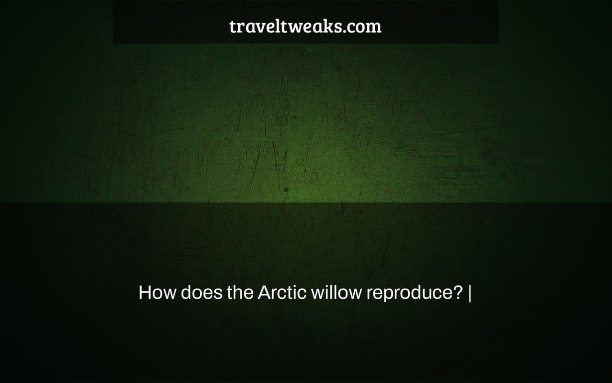 How does the Arctic willow reproduce? |