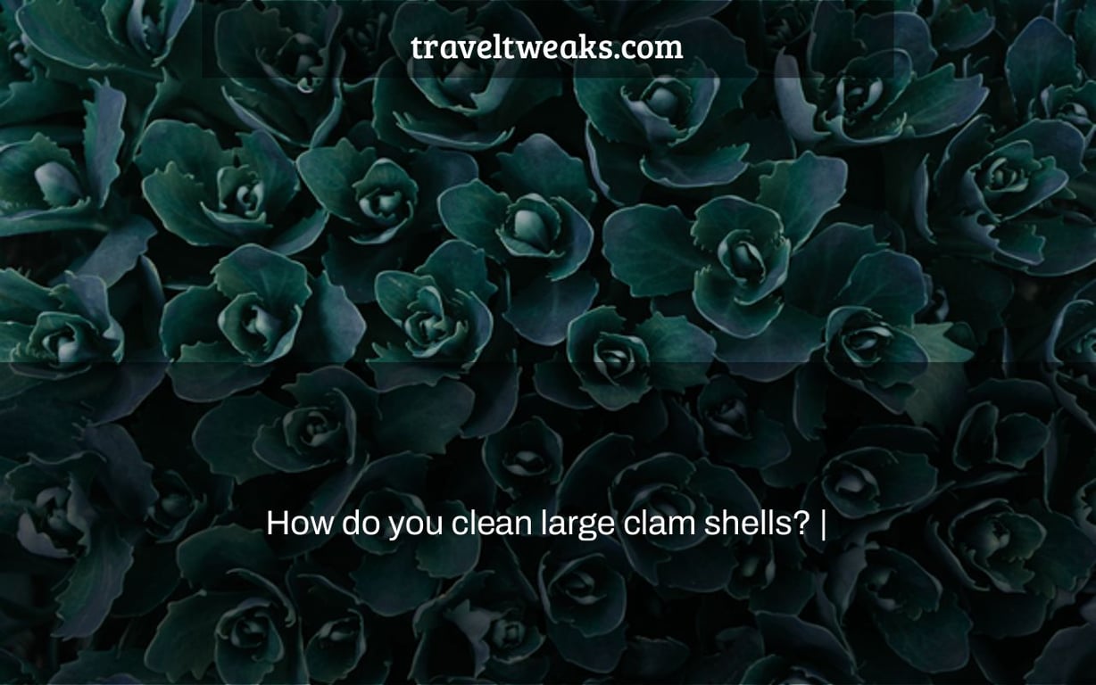 How do you clean large clam shells? |