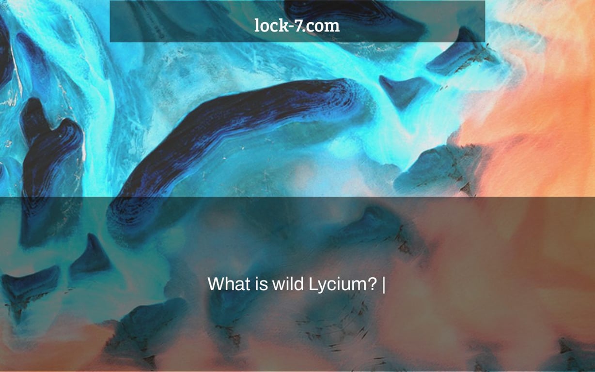 What is wild Lycium? |