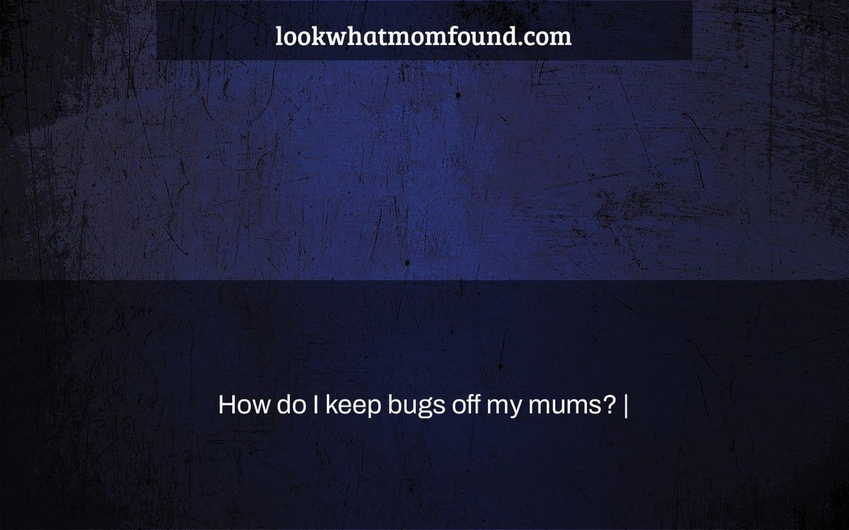 How do I keep bugs off my mums?