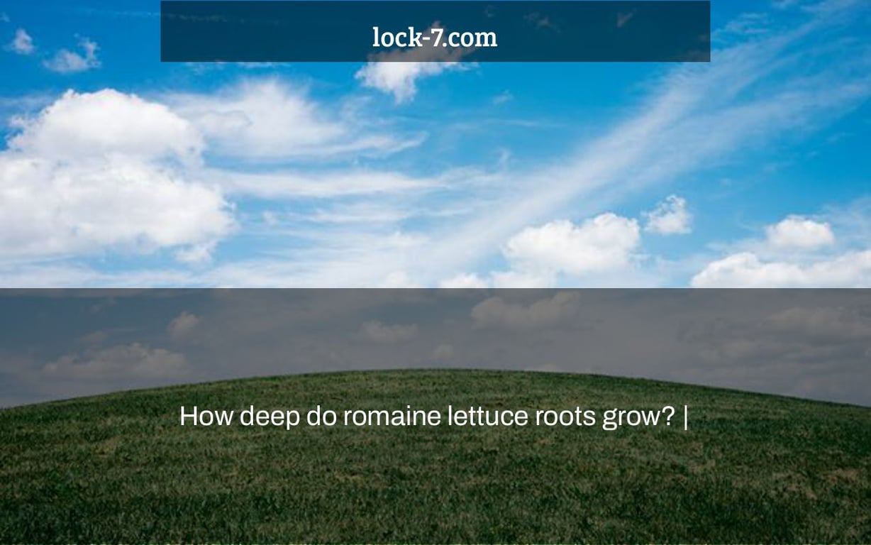 How deep do romaine lettuce roots grow?