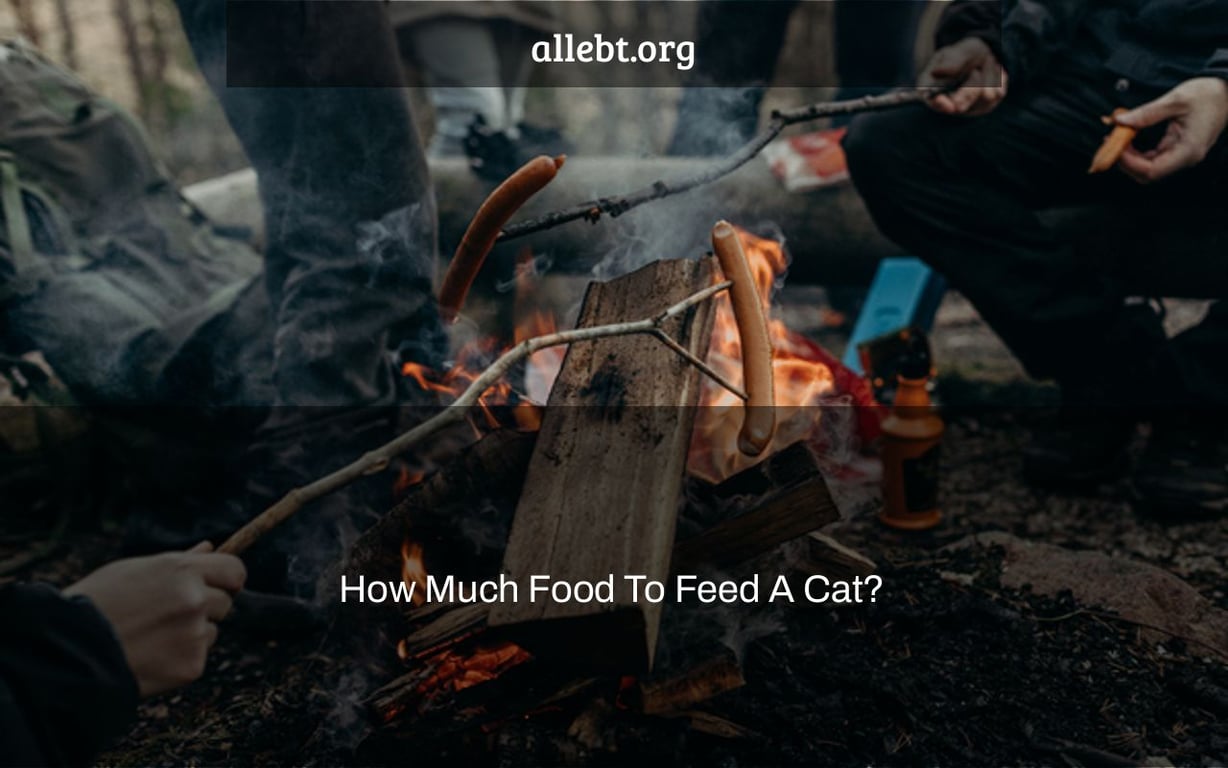 How Much Food To Feed A Cat?