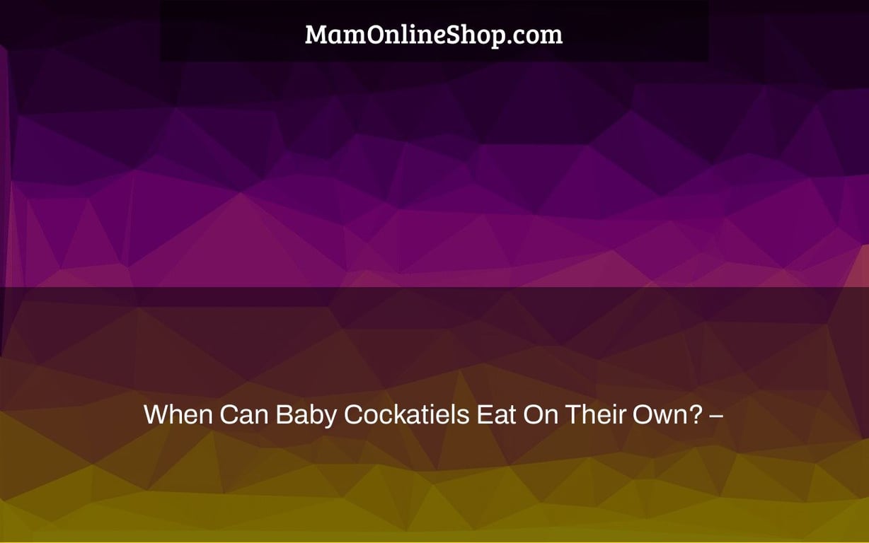 When Can Baby Cockatiels Eat On Their Own? –