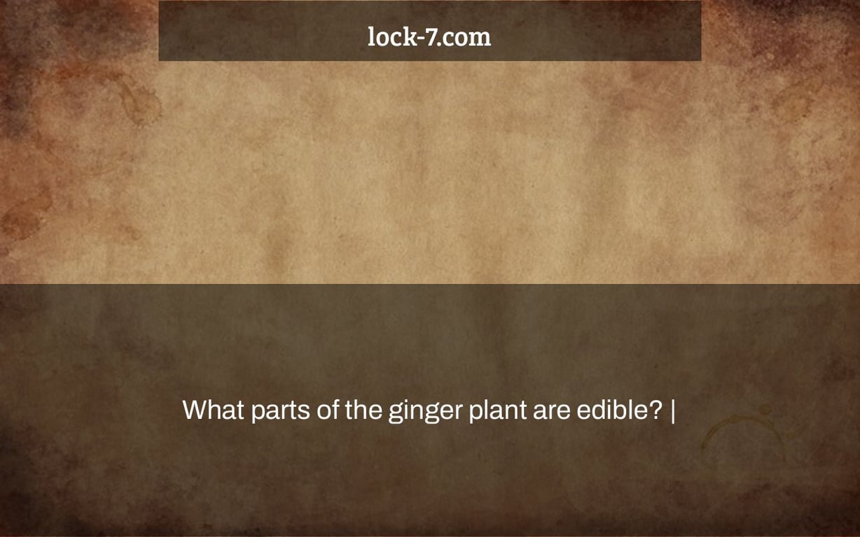 What parts of the ginger plant are edible? |