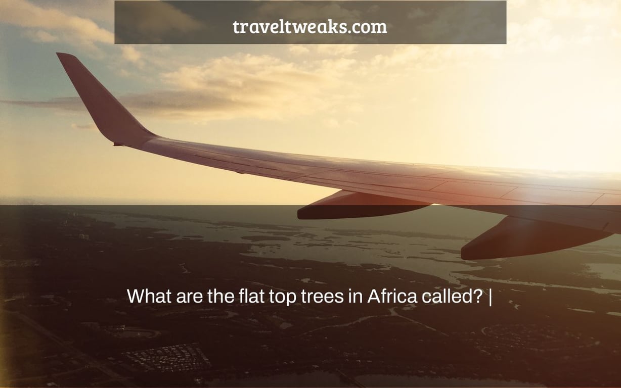 What are the flat top trees in Africa called? |